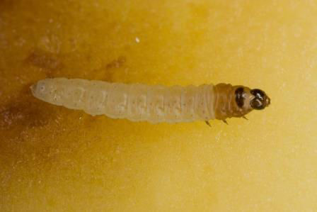 Potato tubermoth (Phthorimaea operculella)